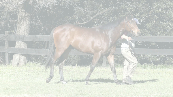 Lote TORNADO TIME (ANNALS OF TIME -  STORMY DELTA)