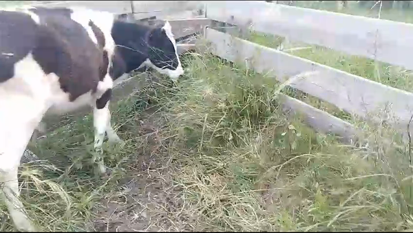 Lote (Vendido)2 Terneros Holando en Pavon