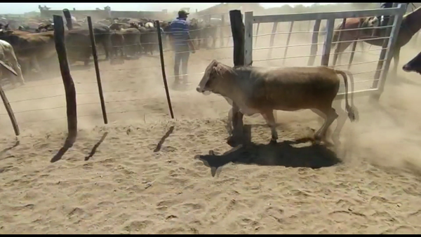 Lote 90 Vaquillonas en Subteniente Perín, Formosa