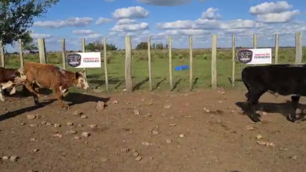 Lote 70 Terneros Cruza Carnicera 150kg -  en Parada fariña