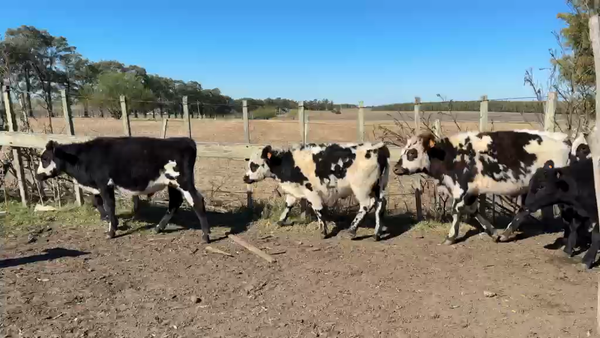 Lote TERNEROS