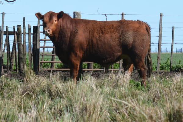 493 — Toros PC