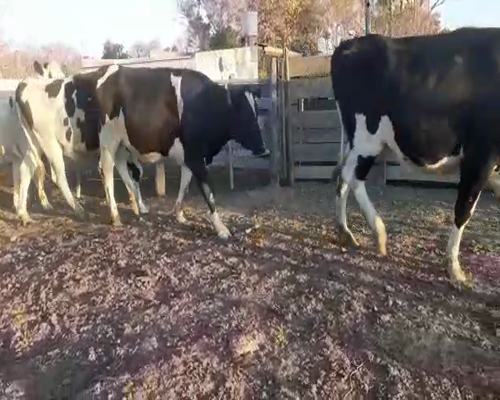 Lote VAQUILLONAS PREÑADAS 1 PERREN C