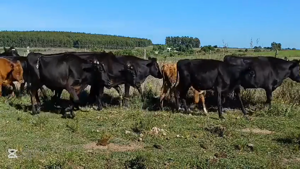 Lote NOVILLOS 1 A 2 AÑOS