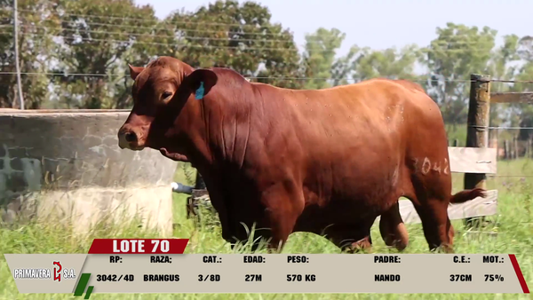 Lote LOTE 70