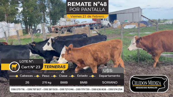 Lote 26 Terneras en Otra Localidad, Soriano