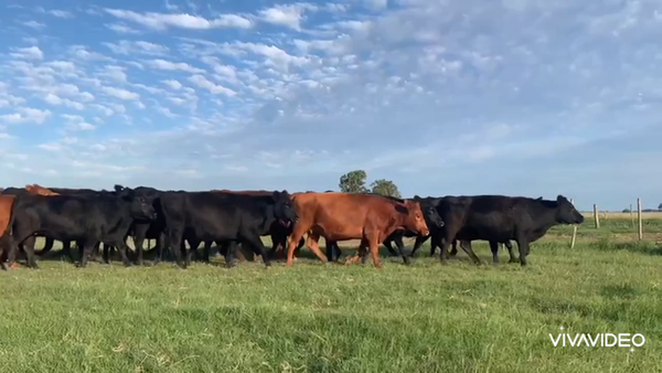 Lote 145 Vaquillonas C/ gtia de preñez