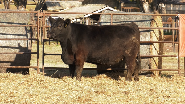Lote VAQUILLONAS ANGUS  PP