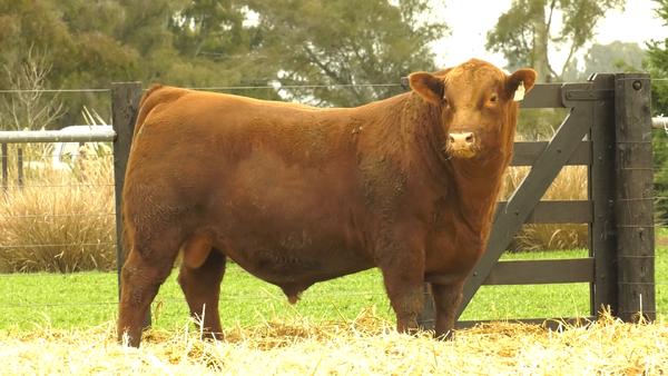 Lote TOROS A. ANGUS PURO PEDIGREE