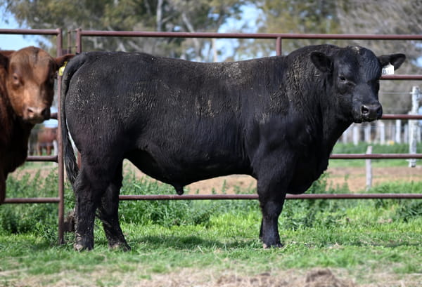 Lote TOROS PUROS DE PEDIGREE
