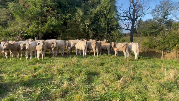 Lote 24 Vaquilla Engorda en Puerto Varas, X Región Los Lagos