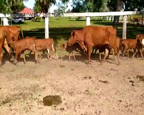 Lote 59 Vacas nuevas en Pdcia. de La Plaza, Chaco