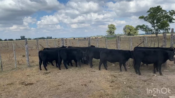 Lote 17 Terneros/as en Brandsen, Buenos Aires