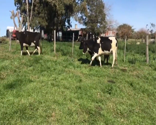 Lote 3 Vaquillonas  Ho en Juan Soler