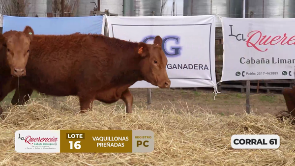 Lote VAQUILLONAS PC PREÑADAS PARICIÓN PRIMAVERA 2026