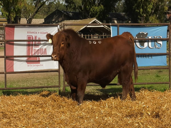 Lote TOROS ANGUS PP