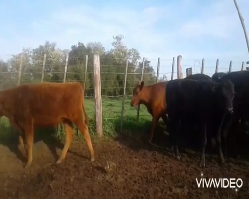 Lote 13 Terneras en Brandsen, Buenos Aires