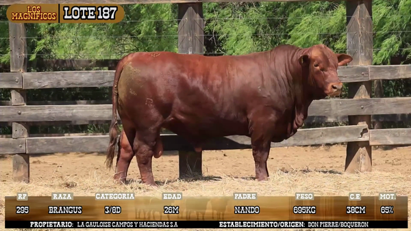 Lote LOTE 187