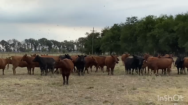 Lote 50 Vaquillonas C/ gtia de preñez en Brandsen, Buenos Aires