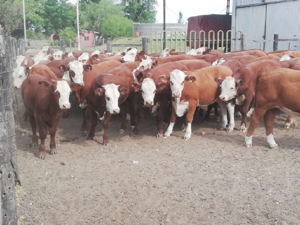 Lote 70 Terneros en Federal, Entre Ríos