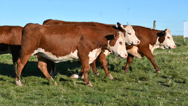 Lote 1 VAQUILLONA PEDIGREE Y 3 VAQUILLONAS HS 2 AÑOS