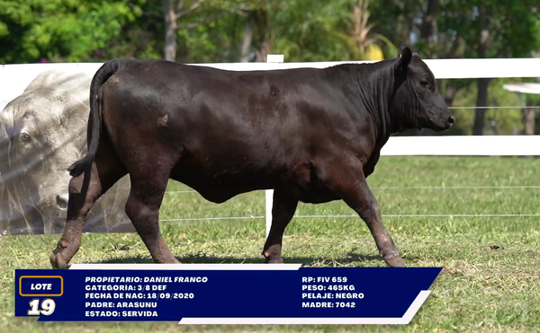 Lote LOTE 19