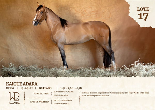 Lote KAIGUE ADARA