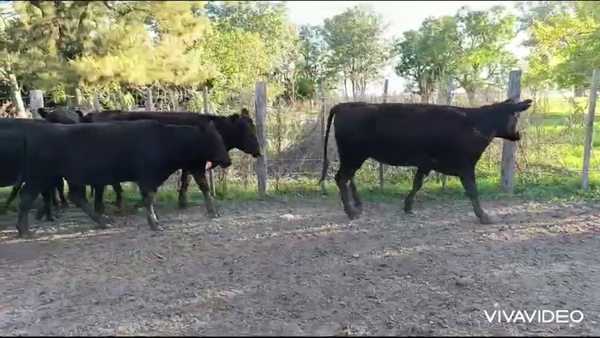 Lote 86 Novillitos y vaquillonas