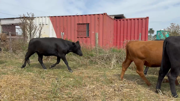 Lote 50 Vientres Entorados en San Ramón, Canelones