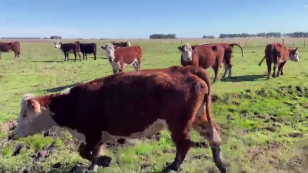 Lote 11 VACAS DE INVERNADA, OLAVARRÍA, BS. AS.