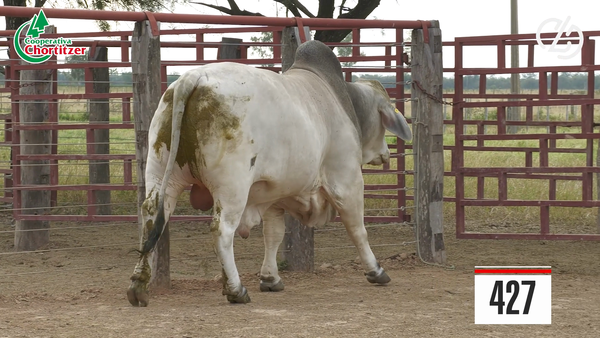 Lote Brahman