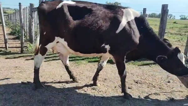 Lote Vaquillonas , San José