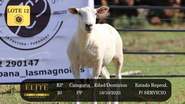 Lote LOTE 12