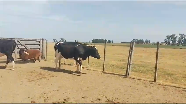 Lote 4 Vaquillonas  Holando en Carreton