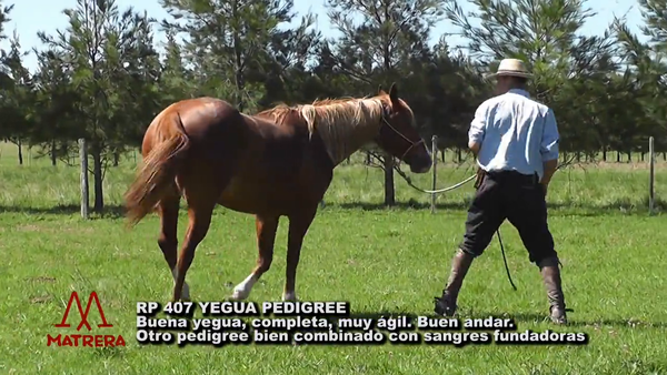 Lote MATRE PEPPY COCINERA