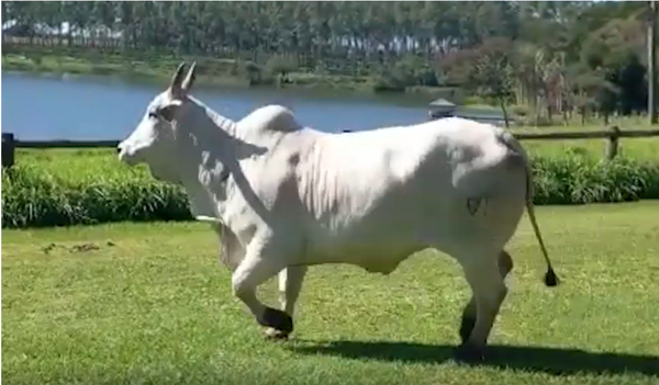 Lote LOTE DONACION - EMBRIONES