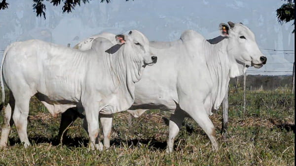 Lote LOTE 37