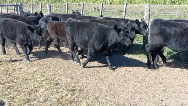 Lote 30 Terneras en Buenos Aires, PASMAN