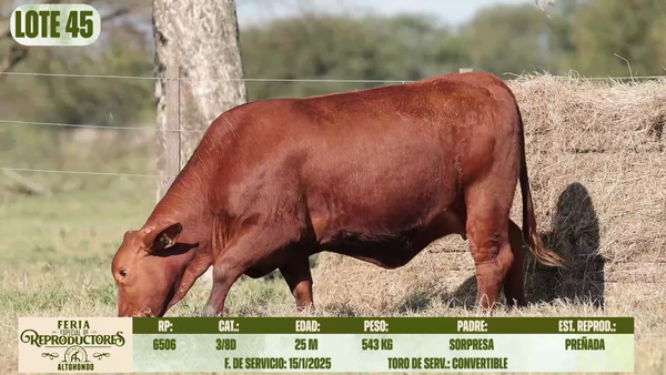 Lote LOTE 45