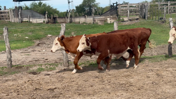 Lote 58 Novillitos