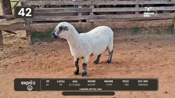 Lote LOTE 42 - CAMPO