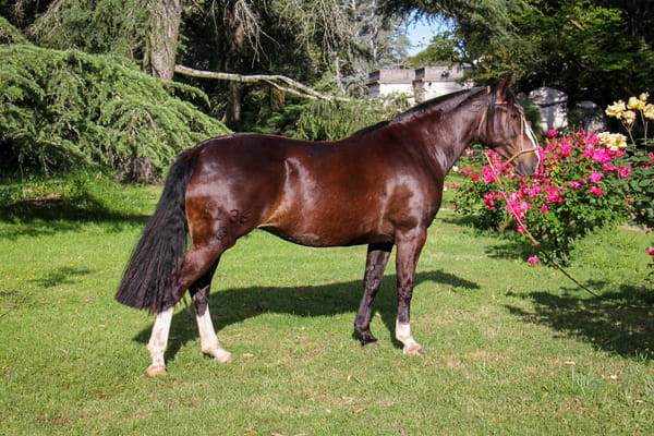 Lote QUELEN LA COMPARSA