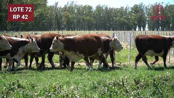 Lote VAQUILLONAS PREÑADAS RG x IA  -PARICION OTOÑO 2026-