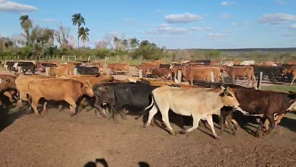 Lote 34 Vacas de invernar