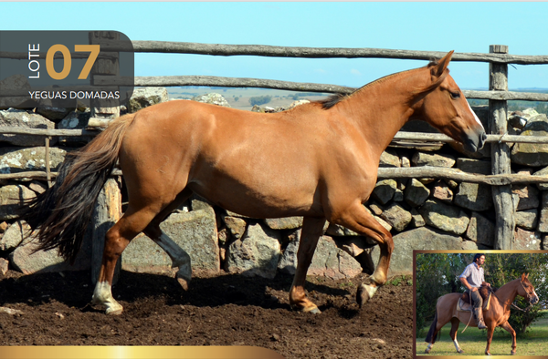 Lote Aquerenciada Contrariada