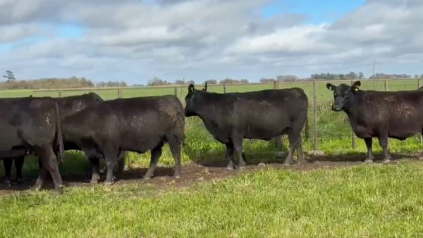 Lote 5 Vacas MAS preñadas