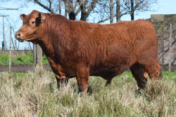 439 — Toros PC