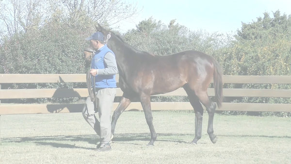 Lote VALLA INVICTA (BACKYARD HEAVEN - CHINA DE ARTEAGA)