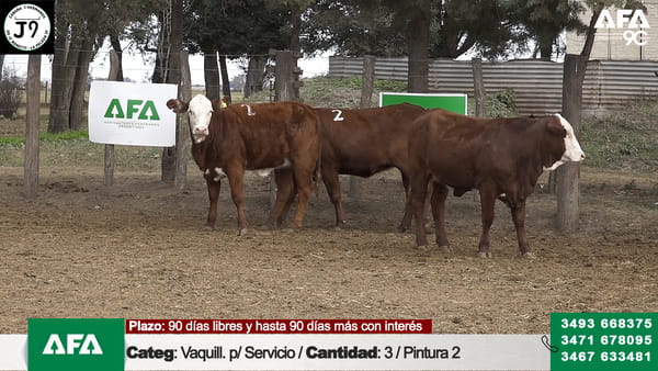 Lote "Cabaña ""3 HERMANOS"" Vaquillona para servicio"