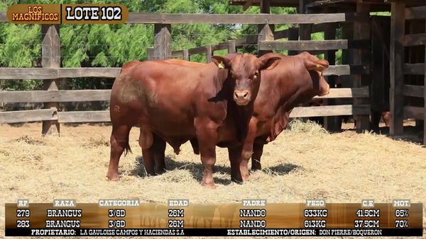 Lote LOTE 102